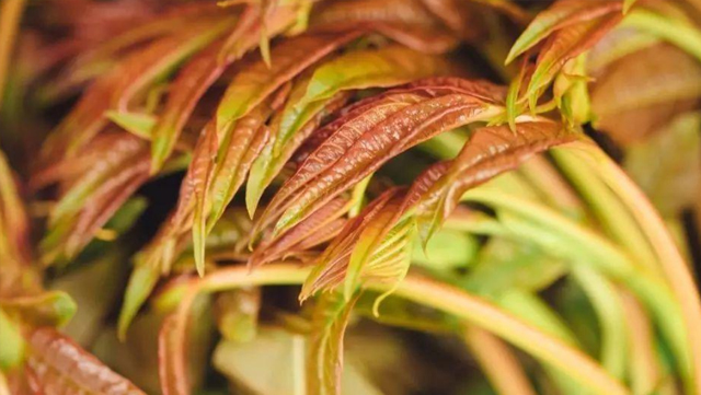 香椿的品种与植物学特征