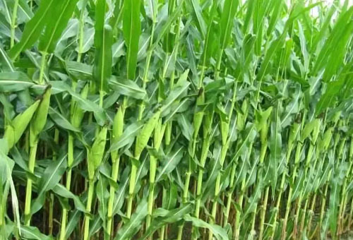 玉米秸稈還田時應掌握哪些技術？