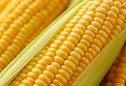 怎樣確定玉米播種時間？