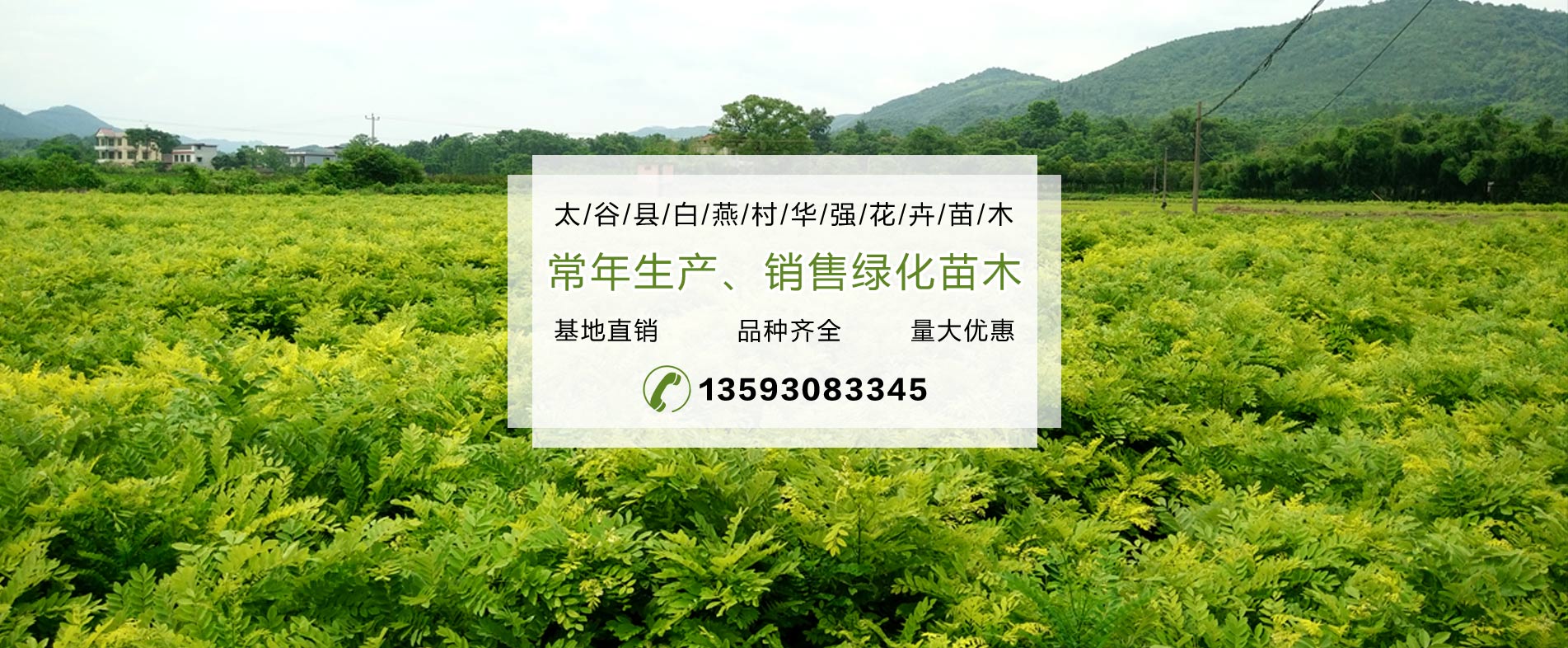 油松的栽植与养护