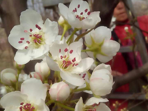 梨花粉