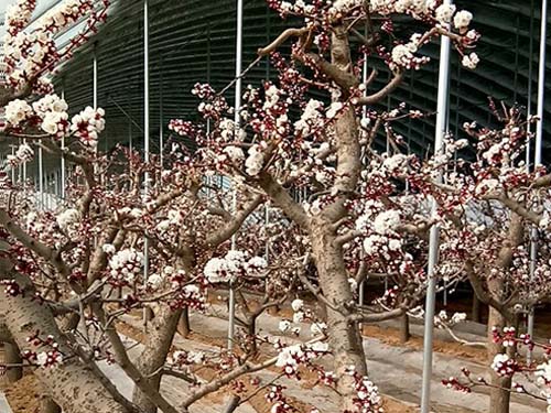 花粉原料