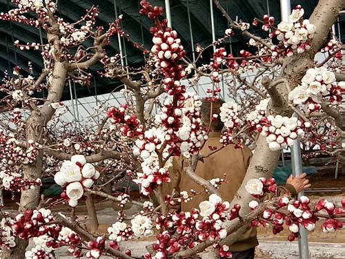 花粉原料