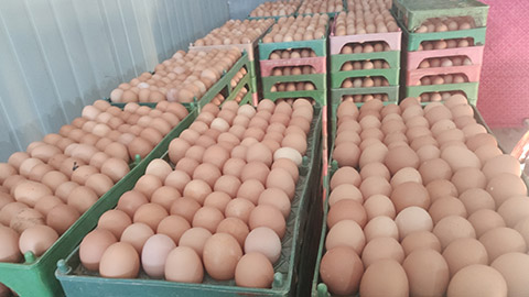 冬季提高青年雞蛋雞雞蛋產量的6種方法