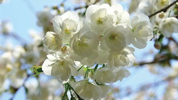 以花为媒绽放美丽旅顺 | 这里的春天是樱花味儿的！旅顺樱花园的这些樱花你认识几种？