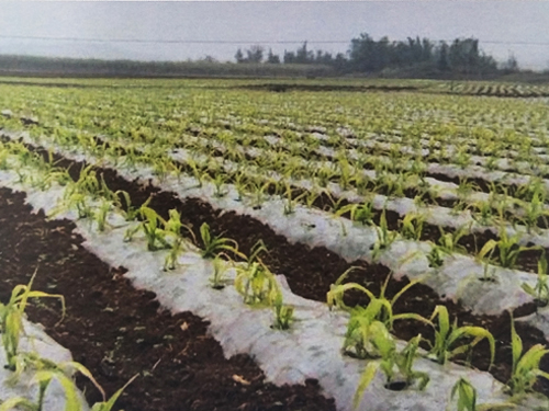 隰县玉米种植基地