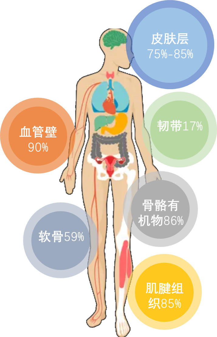 膠原蛋白2