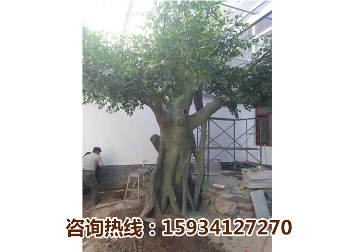 假树