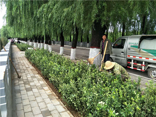 进村道路绿化