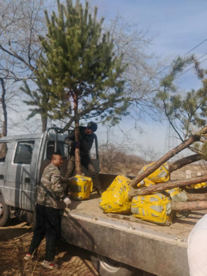 樟子松大杯大苗