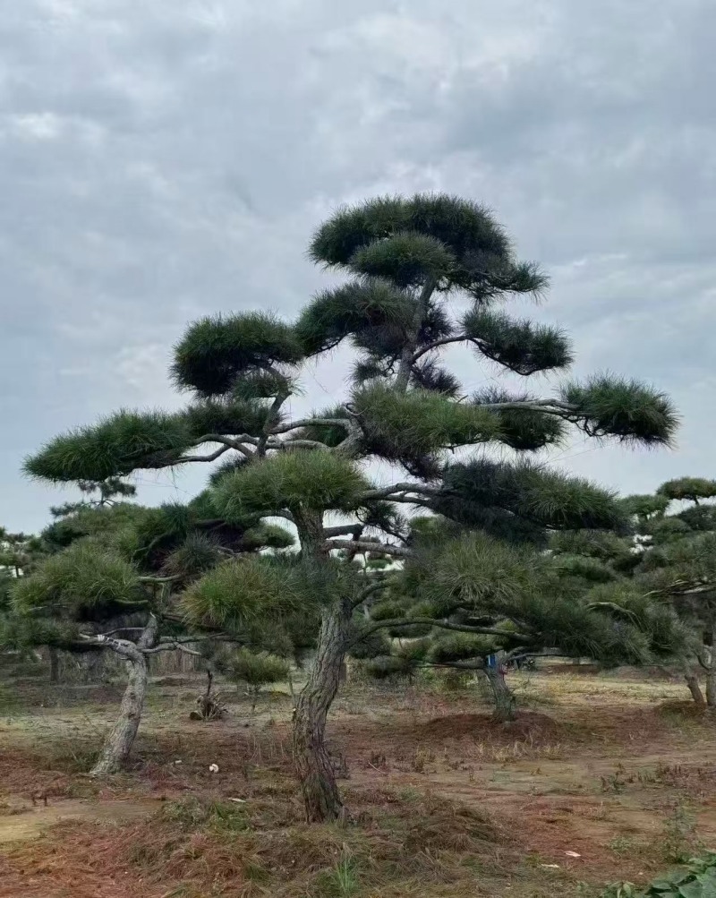 造型松