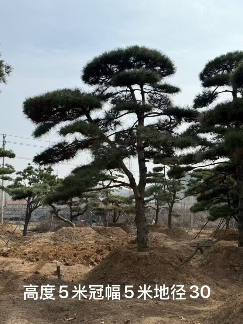 造型松