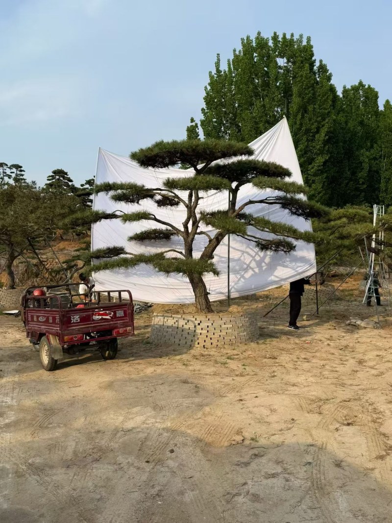 造型松