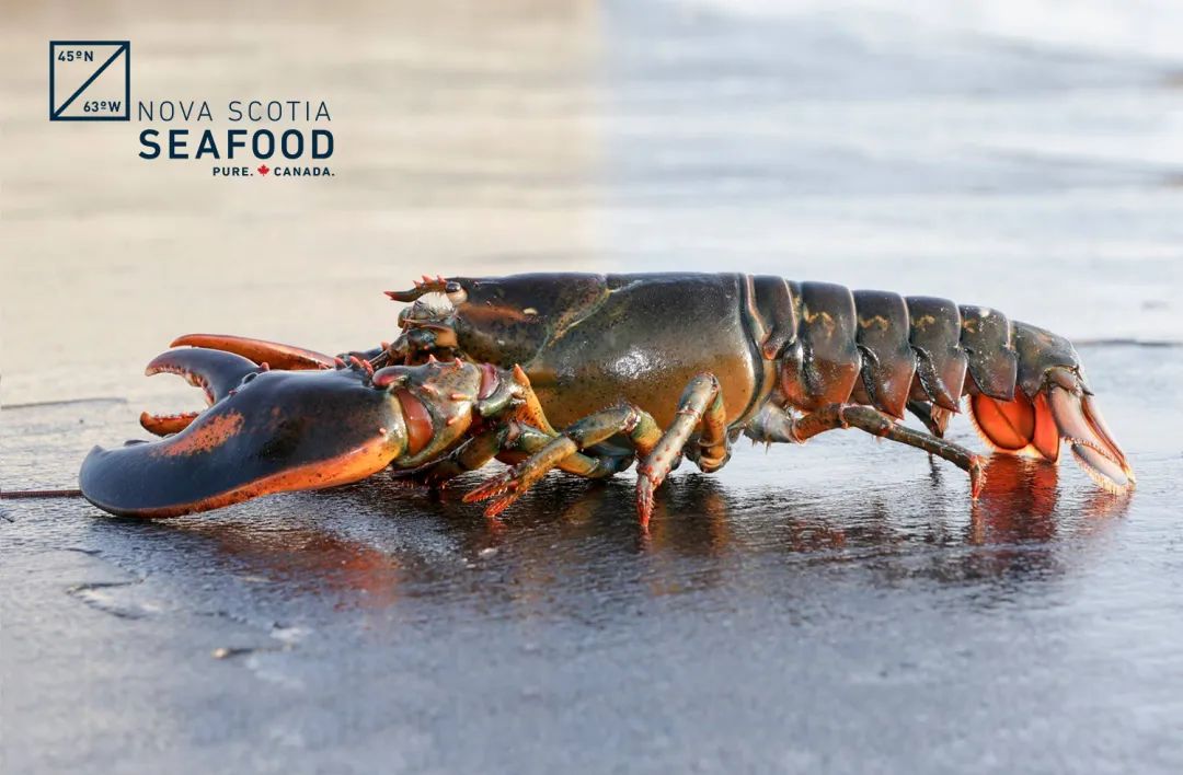 【加拿大重點(diǎn)海產(chǎn)品】大西洋沿岸