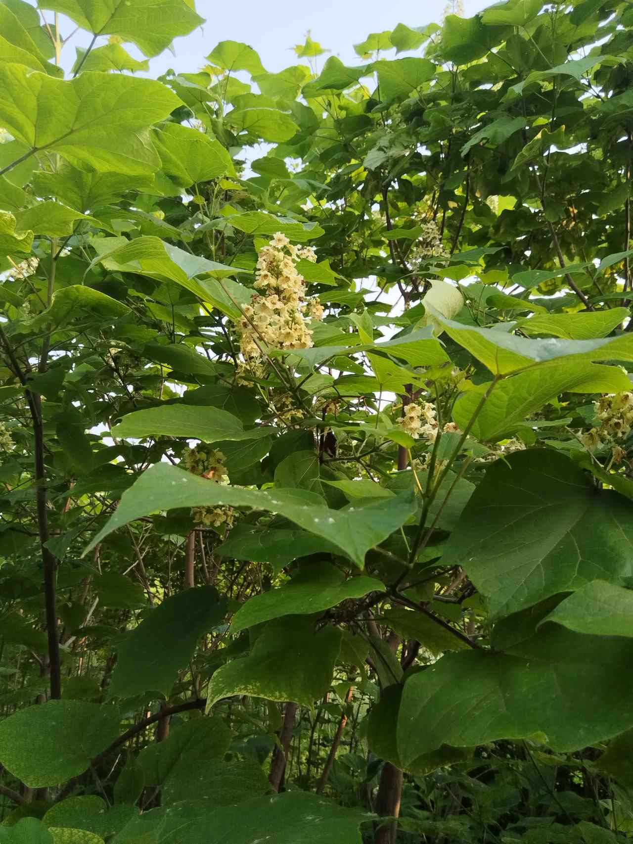 紫桐花开