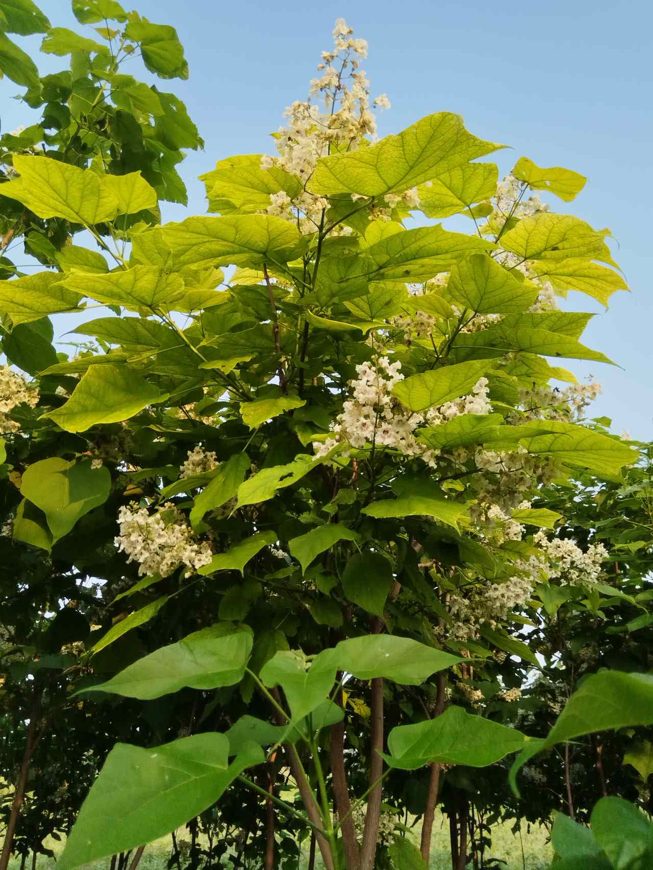 开花紫桐