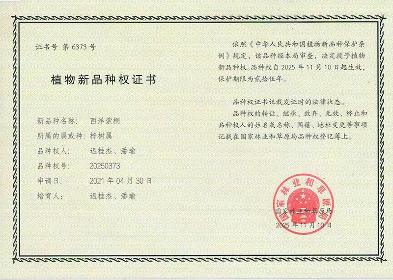 西洋紫桐新品种权证书(1)