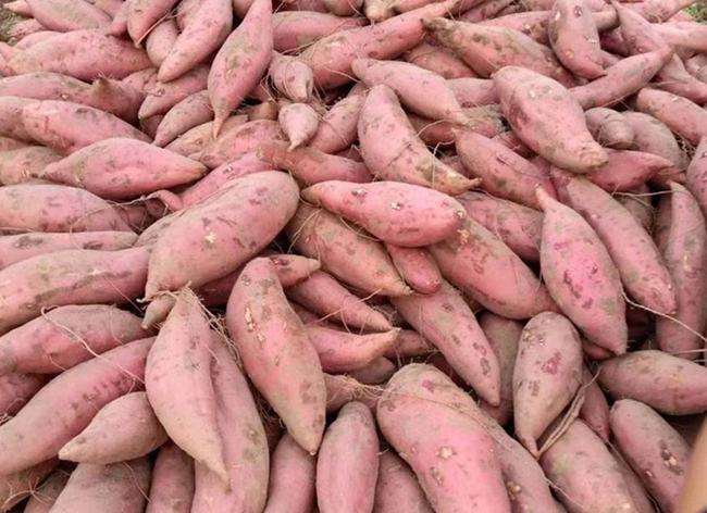 红薯