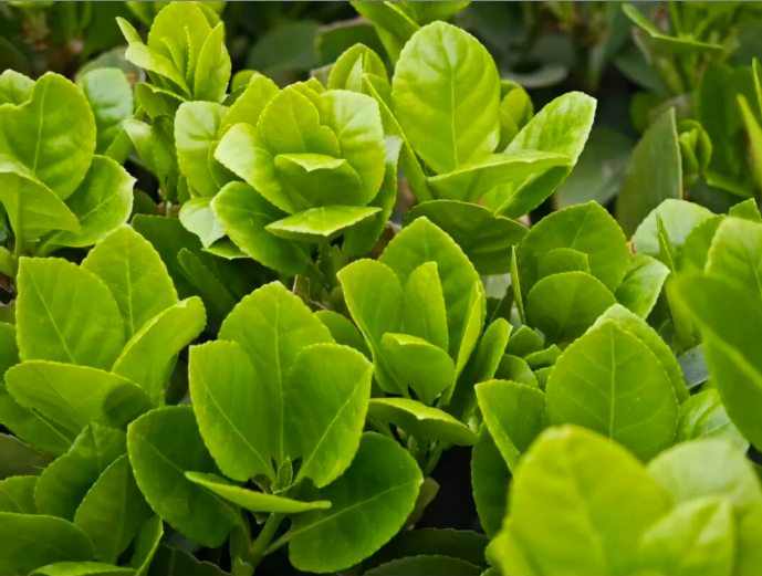 杀虫剂推荐—螺虫乙酯（spirotetramat）