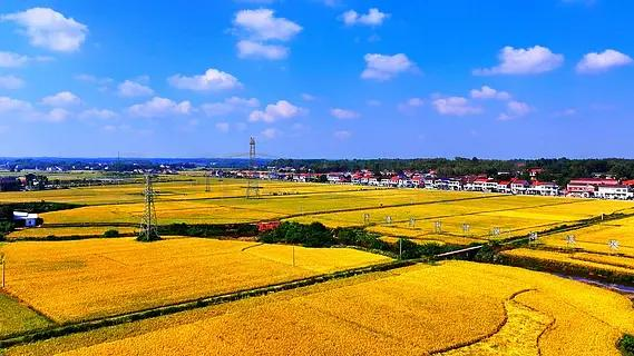 高 效防治小麦赤霉病、水稻恶苗病杀 菌剂—氰烯菌酯