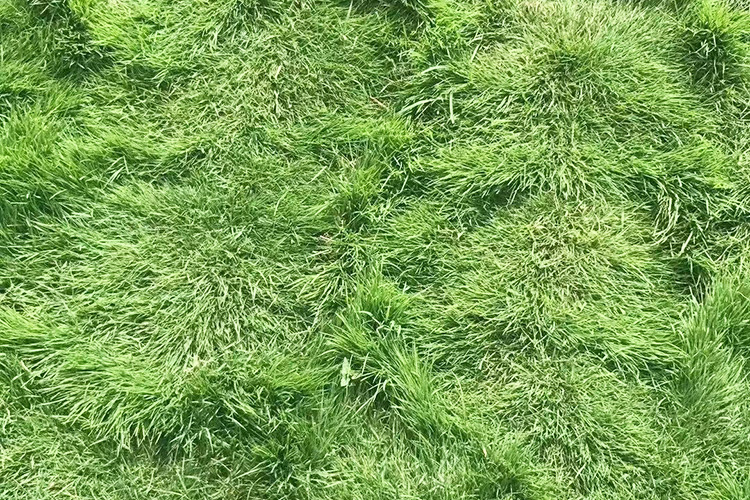 剪股颖草坪