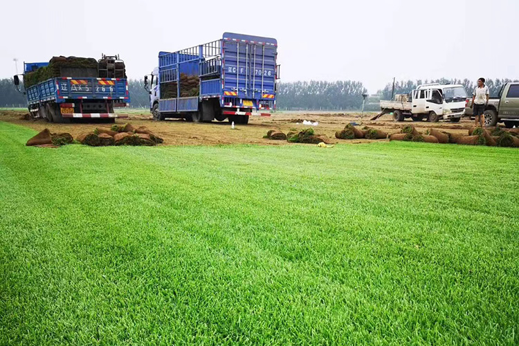 早熟禾草坪 优异草坪 辽宁草坪种植基地