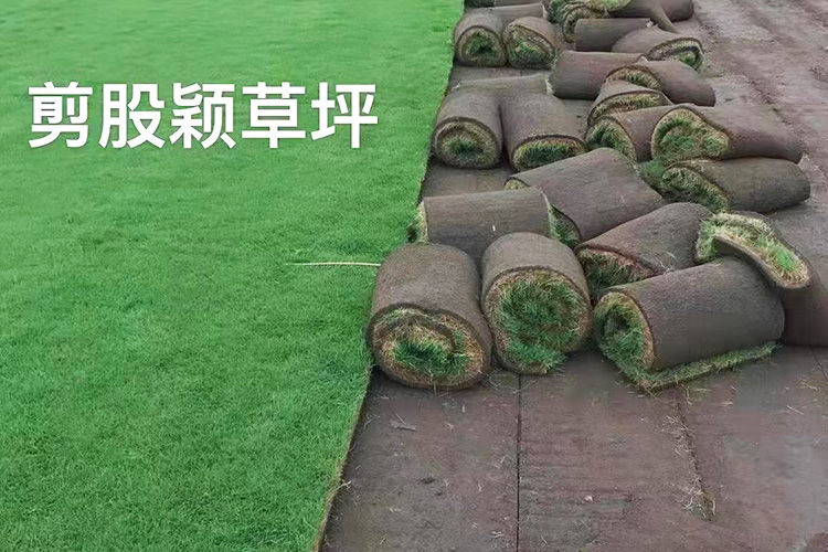 剪股颖草坪 辽宁草坪种植基地