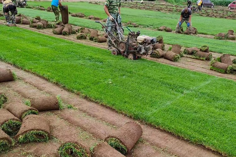 早熟禾草坪 优异草坪