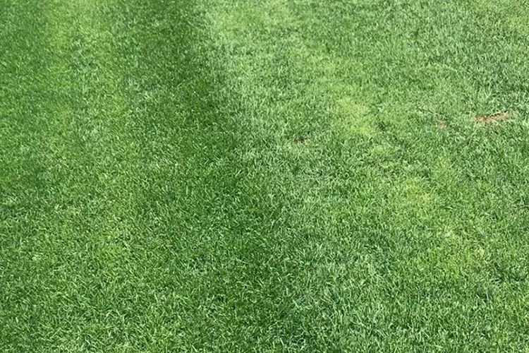 早熟禾草坪 优异草坪 辽宁草坪种植基地