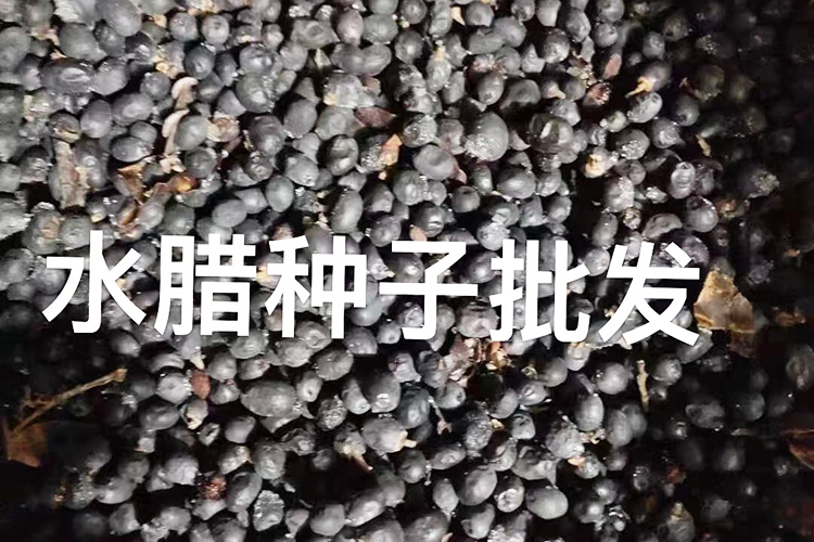 水腊种子