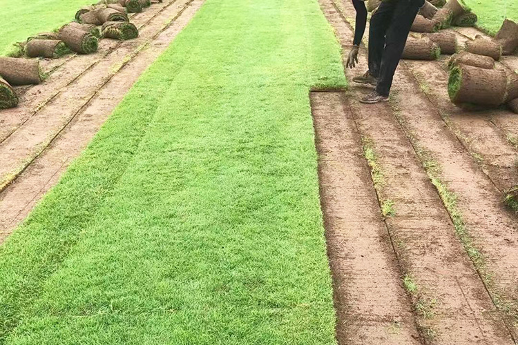 剪股颖草坪