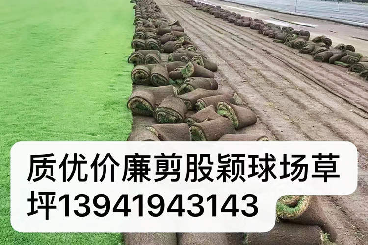 早熟禾草坪 优异草坪
