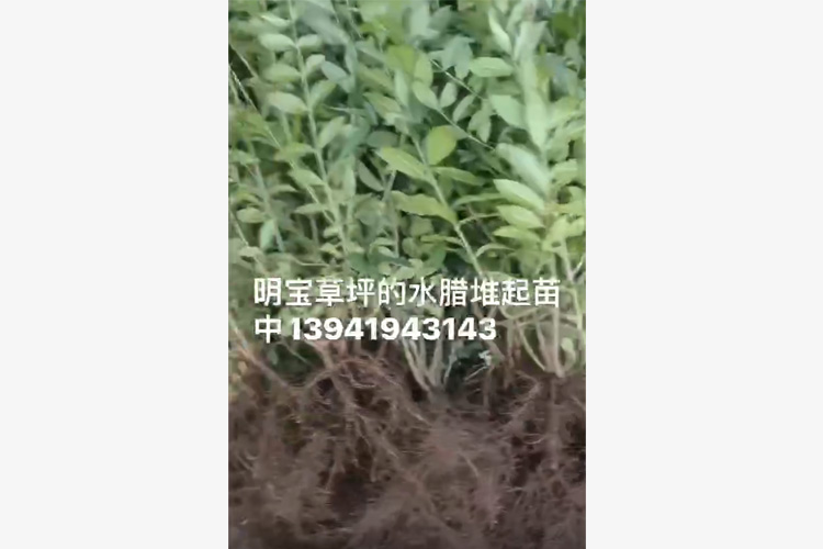 水腊堆