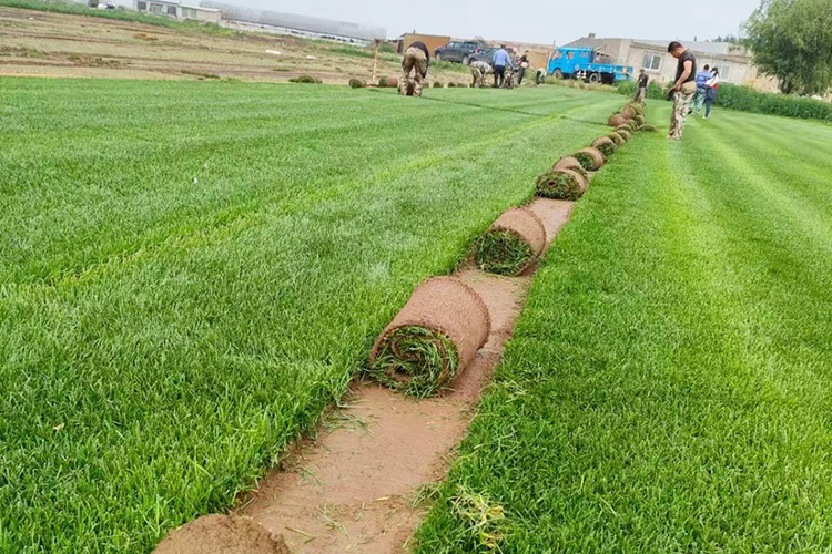 早熟禾草坪 优异草坪