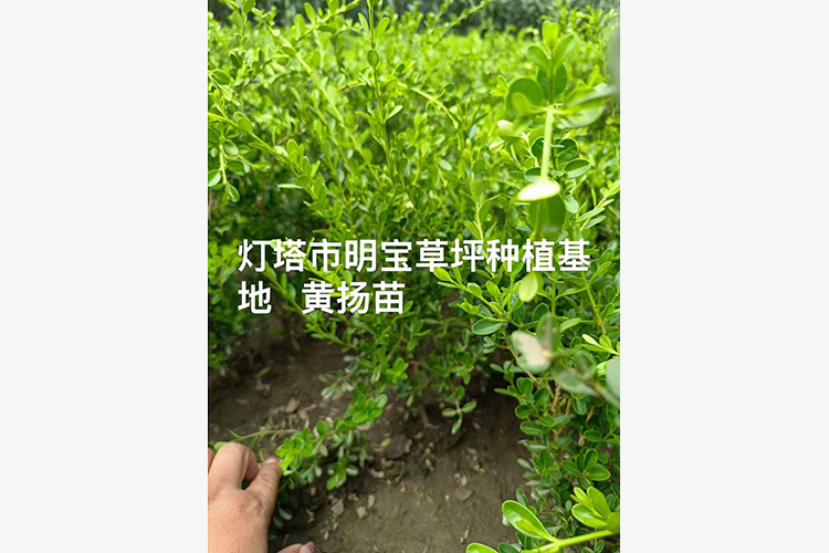 黄扬苗