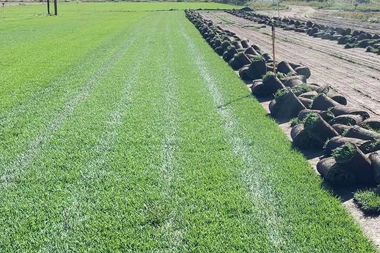 早熟禾草坪 优异草坪 辽宁草坪种植基地