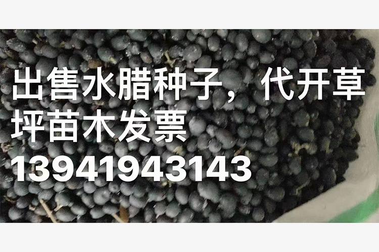 水腊种子