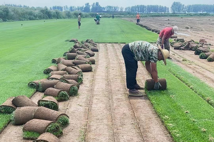 早熟禾草坪 优异草坪 辽宁草坪种植基地