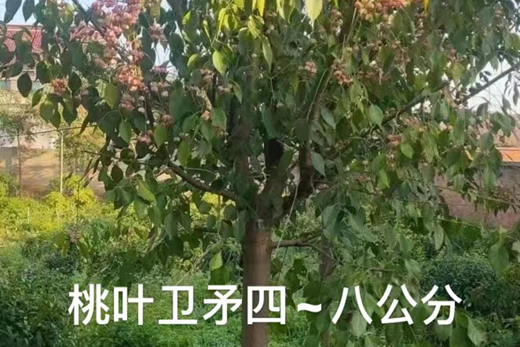 桃叶卫矛