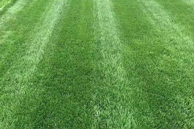 早熟禾草坪 优异草坪 辽宁草坪种植基地