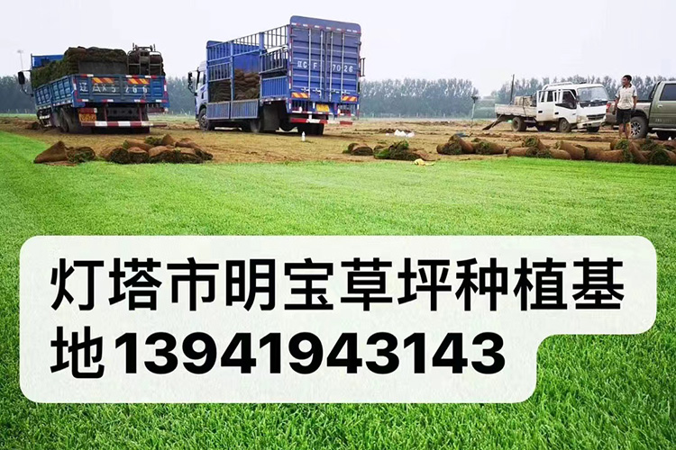 剪股颖草坪