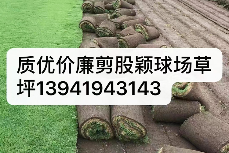 早熟禾草坪 优异草坪
