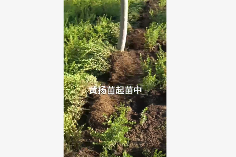 黄扬苗