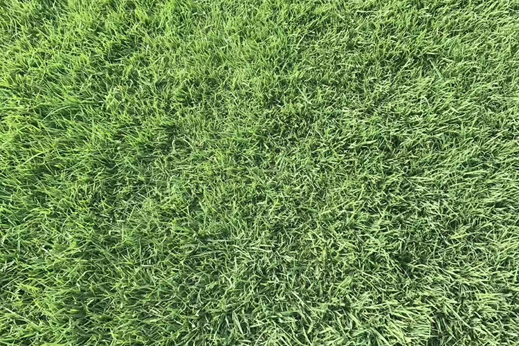 早熟禾草坪 优异草坪 辽宁草坪种植基地