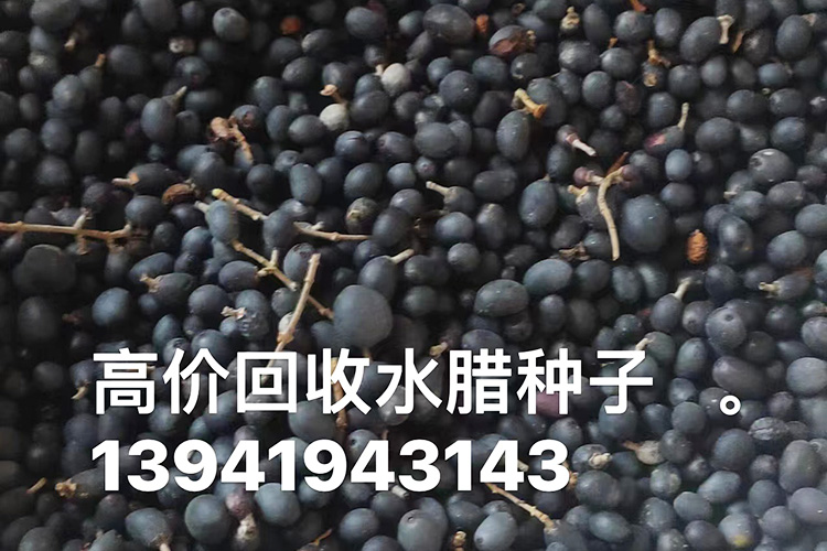 水腊种子