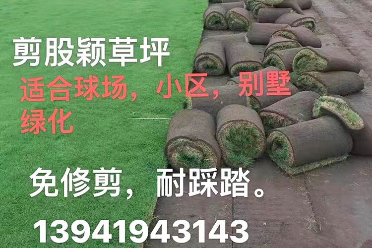 剪股颖草坪