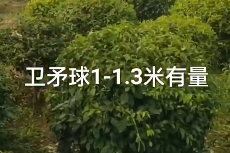 	 卫矛球
