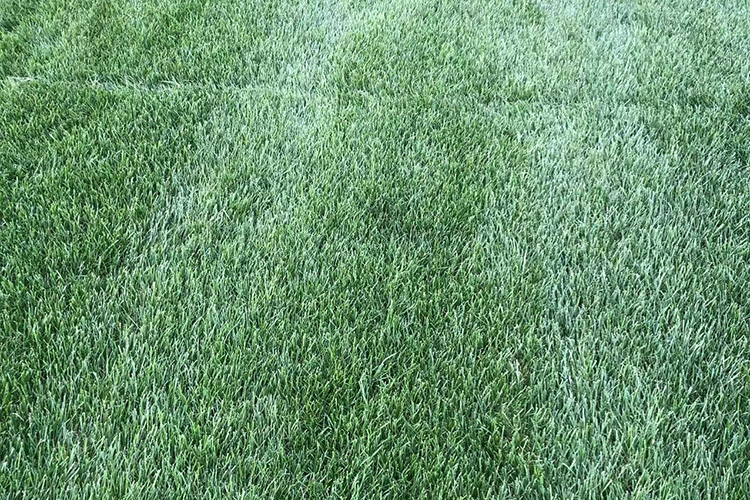 早熟禾草坪 优异草坪 辽宁草坪种植基地