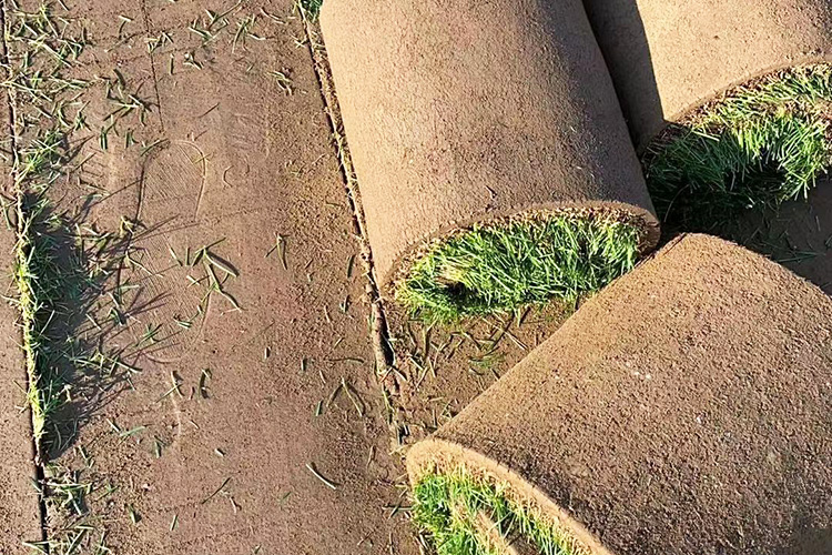 早熟禾草坪 优异草坪 辽宁草坪种植基地