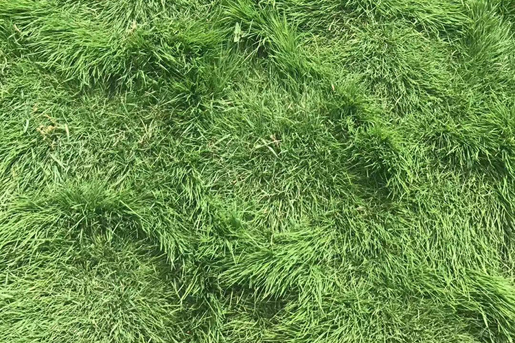 早熟禾草坪 优异草坪 辽宁草坪种植基地